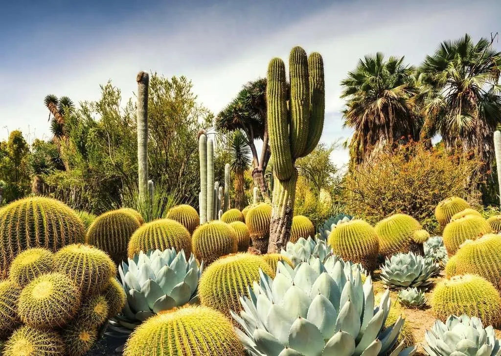 Ravensburger Puzzle 1000 Huntington Desert Garden 12000850