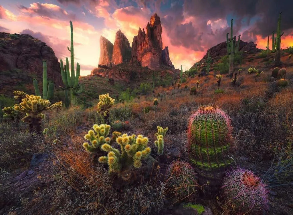 Ravensburger Puzzle 500 Pzs Cactus 12001380