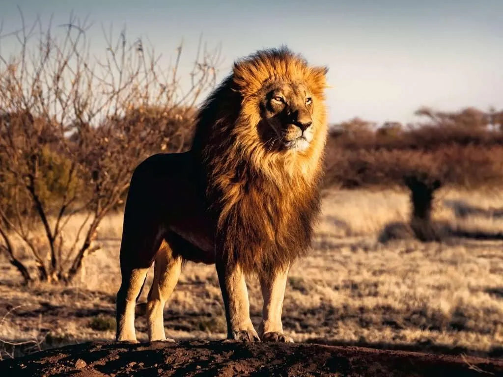 Ravensburger Puzzle 1500 Pzs The Lion King 12000733