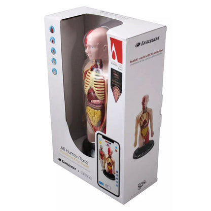 Eastcolight Torso Humano Ciencia Infantil 35006