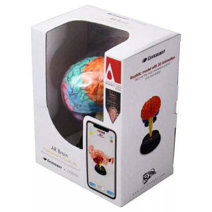 Eastcolight Juego Didactico Cerebro Modelo Profesional 35001