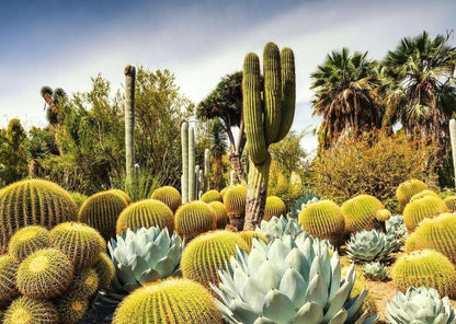 Ravensburger Puzzle 1000 Huntington Desert Garden 12000850