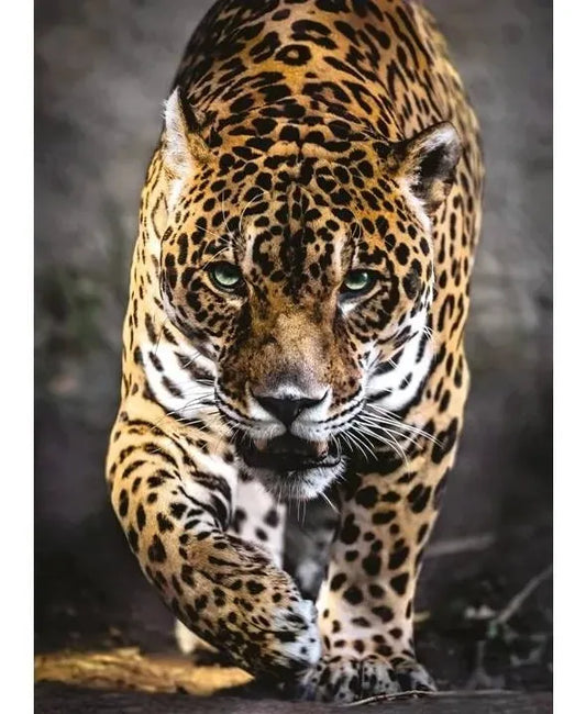 Clementoni Puzzle Hqc Walk Of The Jaguar 1000 Pzas 39326