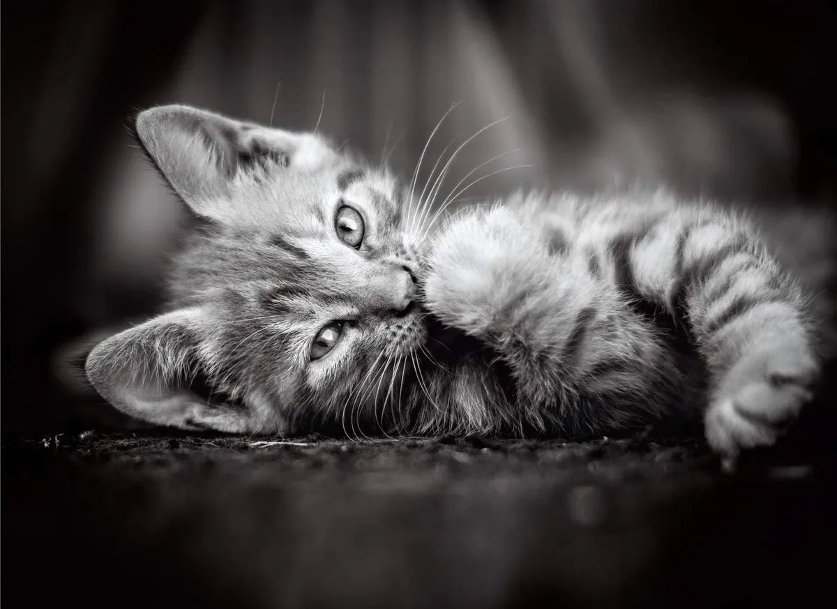 Puzzle Hqc Kitty 1000 Pzas Clementoni 39422