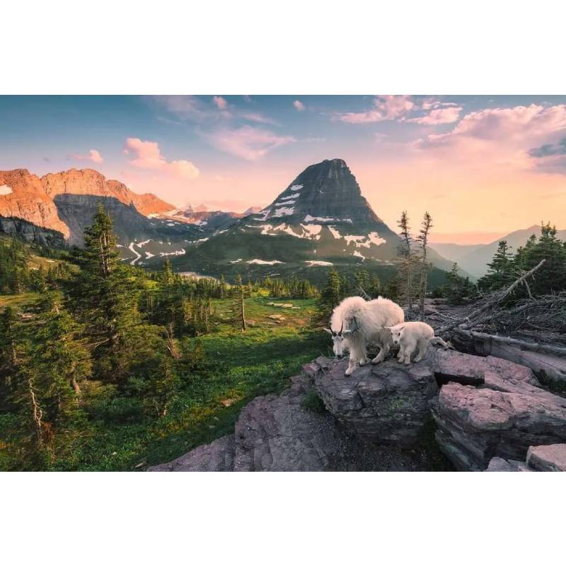 Ravensburger Puzzle 3000 Pzs Alpine Goat With Baby 12000809